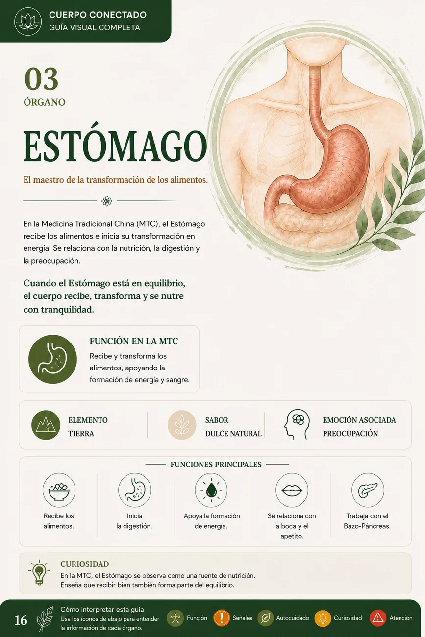 Vista previa de la página sobre Estómago