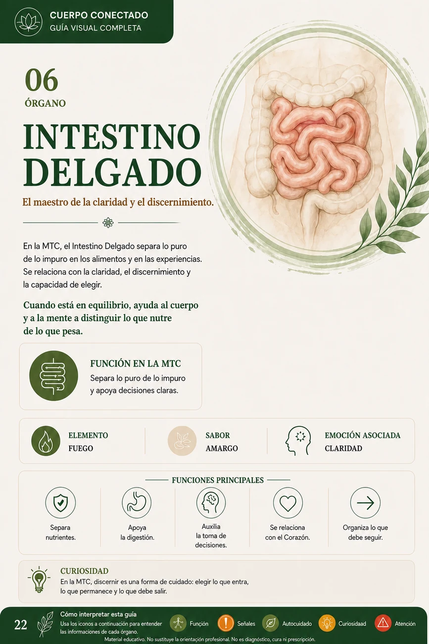 Vista previa de la página sobre Intestino Delgado