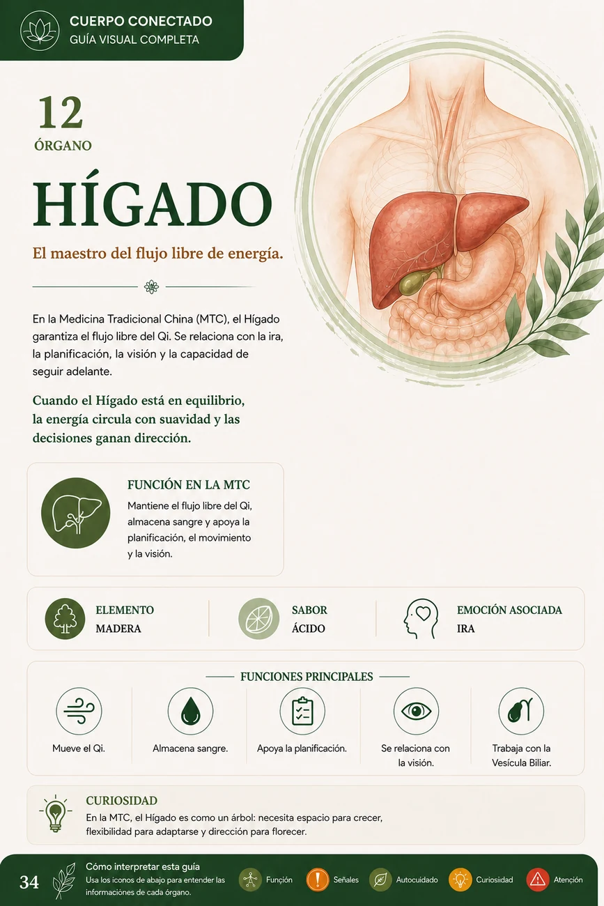 Vista previa de la página sobre Hígado